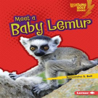 Meet_a_Baby_Lemur